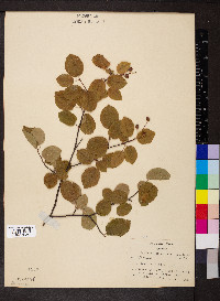 Amelanchier spicata image