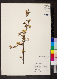 Amelanchier alnifolia image