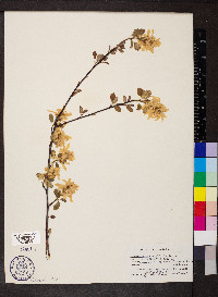 Amelanchier alnifolia image