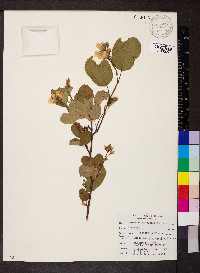 Amelanchier alnifolia image