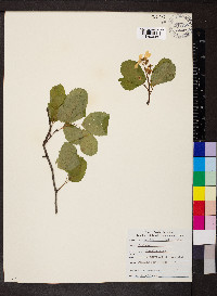 Amelanchier alnifolia image