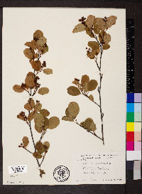 Amelanchier alnifolia image