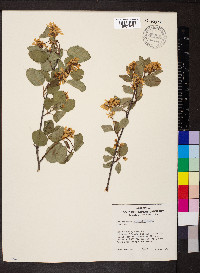 Amelanchier alnifolia image