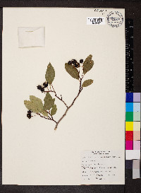 Amelanchier alnifolia image