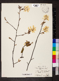 Amelanchier arborea var. laevis image