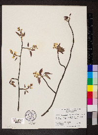 Amelanchier arborea var. laevis image