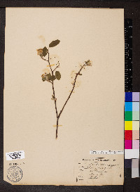 Amelanchier canadensis var. canadensis image
