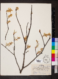 Amelanchier canadensis image