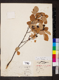 Amelanchier canadensis image