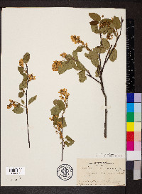 Amelanchier humilis image