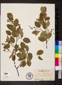 Amelanchier laevis image