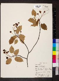 Amelanchier laevis image