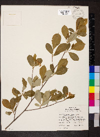 Amelanchier laevis image