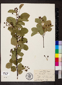 Amelanchier laevis image