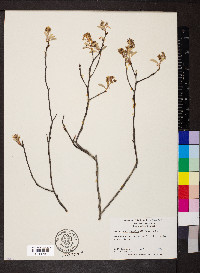 Amelanchier obovalis image