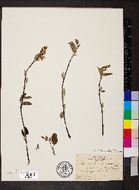 Amelanchier spicata image