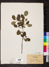 Amelanchier spicata image