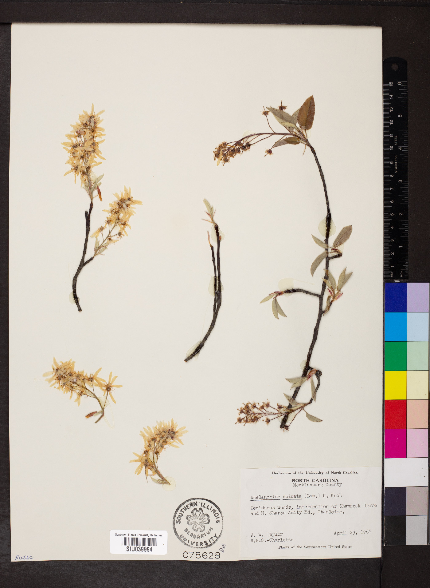 Amelanchier spicata image