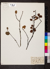 Amelanchier vulgaris image
