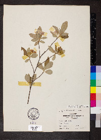 Aronia melanocarpa image