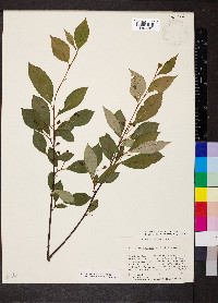 Aronia melanocarpa image