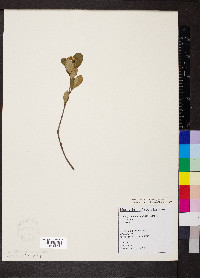 Aronia × prunifolia image