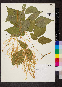 Aruncus dioicus image