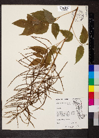 Aruncus dioicus image