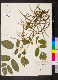 Aruncus dioicus image