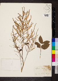 Aruncus dioicus image