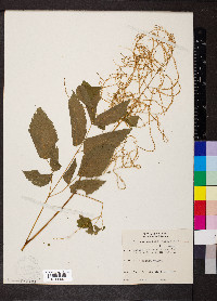 Aruncus dioicus image