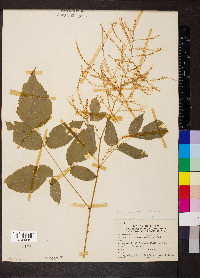 Aruncus dioicus image