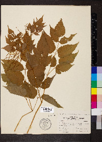 Aruncus dioicus image