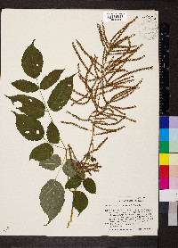 Aruncus dioicus image