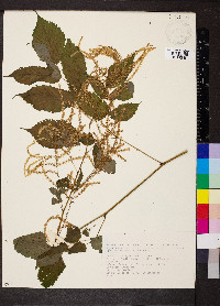 Aruncus dioicus image