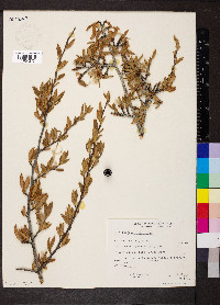 Cercocarpus ledifolius image