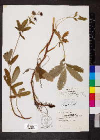 Comarum palustre image