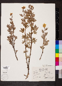Comarum palustre image