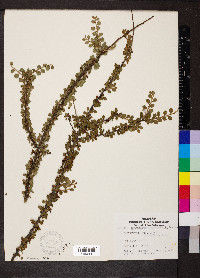 Cotoneaster horizontalis image