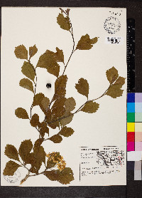 Crataegus calpodendron image