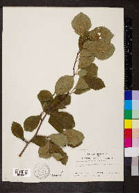 Crataegus calpodendron image