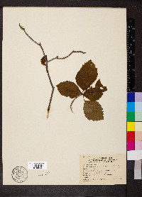 Crataegus calpodendron image