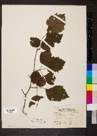 Crataegus calpodendron image