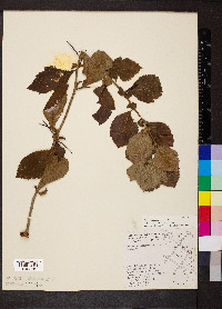 Crataegus chrysocarpa image