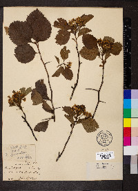 Crataegus fecunda image