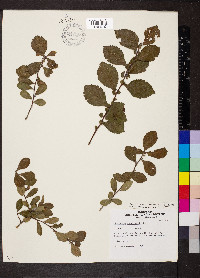 Crataegus berberifolia var. engelmannii image