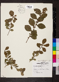 Crataegus berberifolia var. engelmannii image