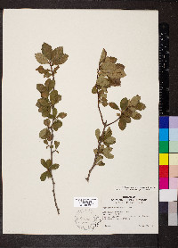 Crataegus berberifolia var. engelmannii image