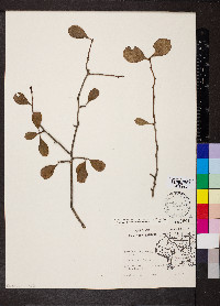 Crataegus berberifolia var. engelmannii image