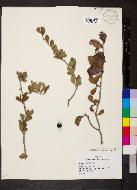 Crataegus berberifolia var. engelmannii image